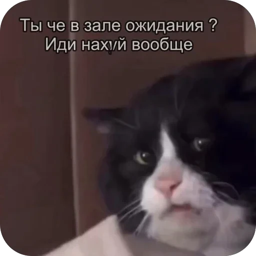 🫥 Стикер «ахуйнез edition» для Telegram