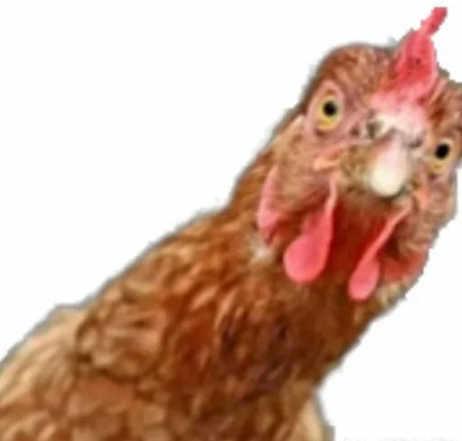 🐔 Стикер «A joder a otro» для Telegram