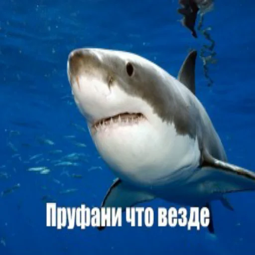 😐 Стикер «акулыч» для Telegram