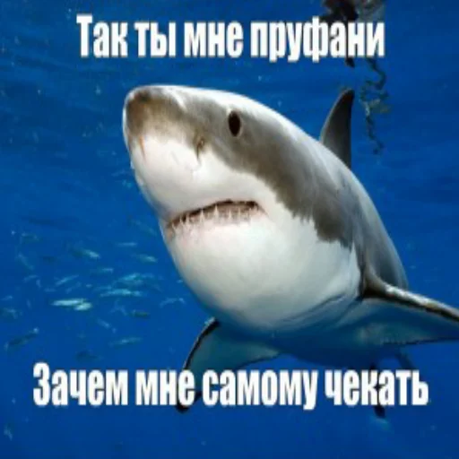 😐 Стикер «акулыч» для Telegram