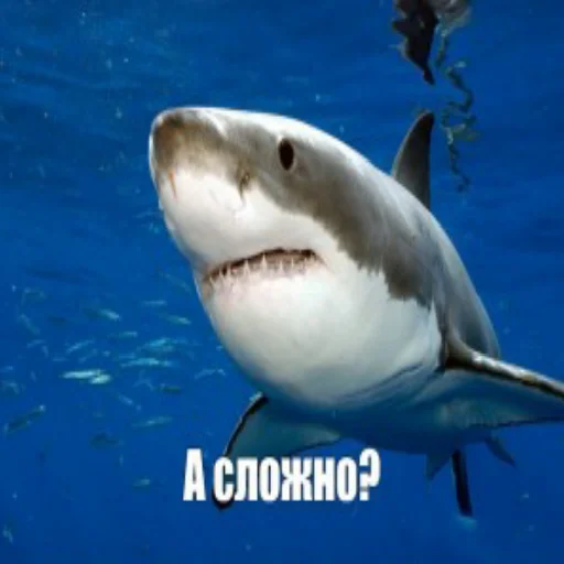 😐 Стикер «акулыч» для Telegram