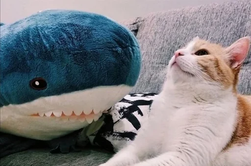 😾 Стикер «Акулка mood» для Telegram