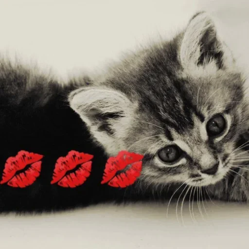 💋 Стикер «aleshkakys» для Telegram