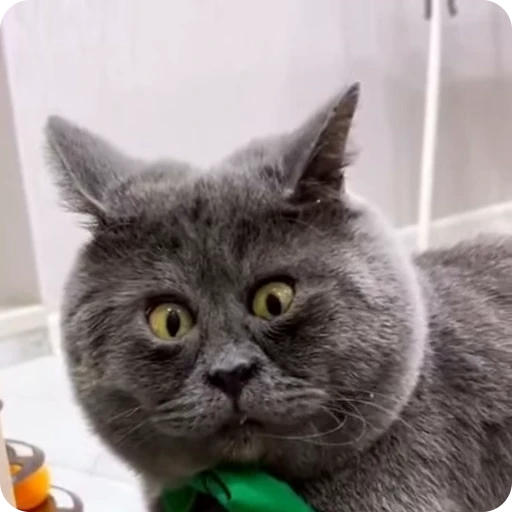 Стикерпак Funny Cats для Telegram