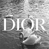 🦢 Эмодзи «random 4» для Telegram