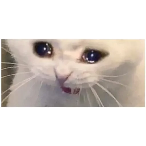🥺 Стикер «Aleatórios» для Telegram