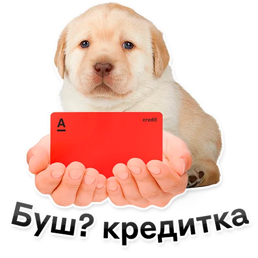 🐶 Стикер «ALFA» для Telegram