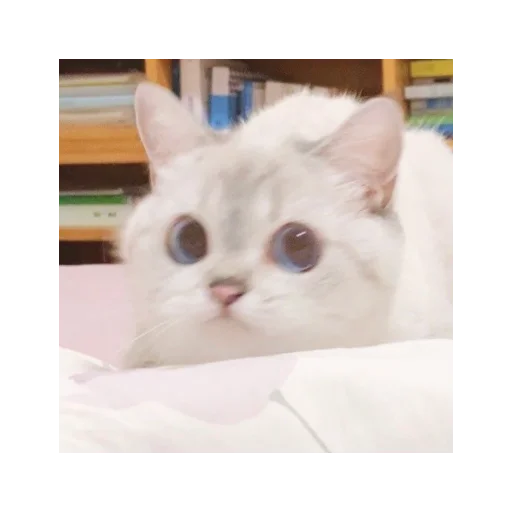 😐 Стикер «alfalyakstick» для Telegram