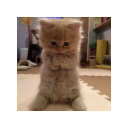 🥺 Стикер «alfalyakstick» для Telegram