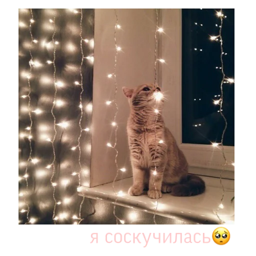 🥺 Стикер «alfalyakstick» для Telegram