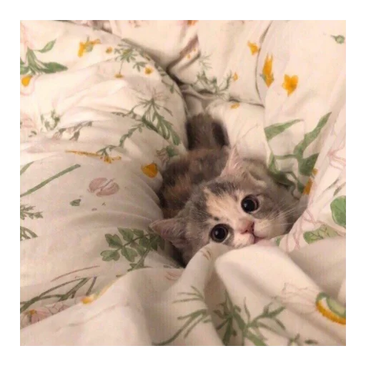 🥺 Стикер «alfalyakstick» для Telegram