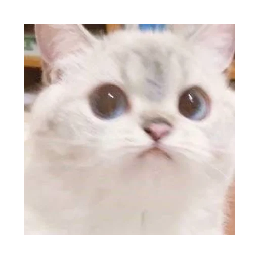 🥺 Стикер «alfalyakstick» для Telegram