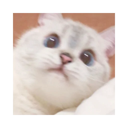 🙁 Стикер «alfalyakstick» для Telegram