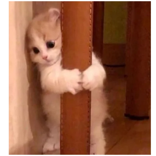 🥺 Стикер «alfalyakstick» для Telegram