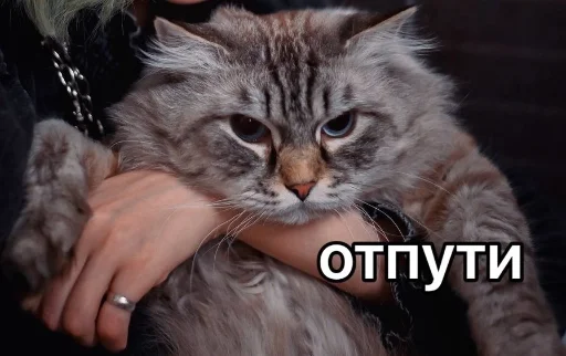 🐱 Стикер «AlinaRinRin Emotes» для Telegram