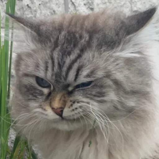 🤨 Стикер «AlinaRinRin Emotes» для Telegram