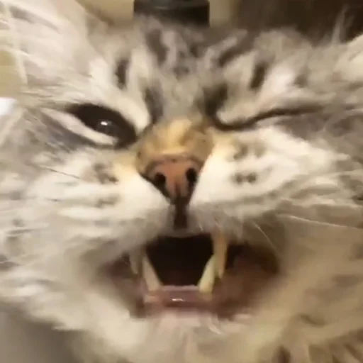 😾 Стикер «AlinaRinRin Emotes» для Telegram