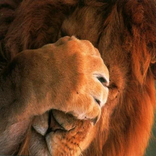 🤦‍♂️ Стикер «ИЙЦО» для Telegram