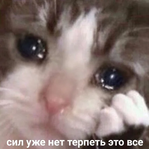 😿 Стикер «ИЙЦО» для Telegram