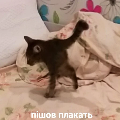 😿 Стикер «ИЙЦО» для Telegram