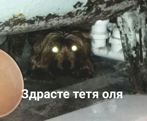 👋 Стикер «ИЙЦО» для Telegram