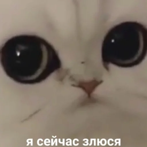 😡 Стикер «ИЙЦО» для Telegram
