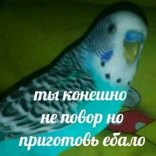 😠 Стикер «ИЙЦО» для Telegram