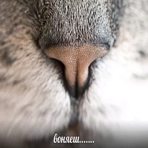 😪 Стикер «ИЙЦО» для Telegram