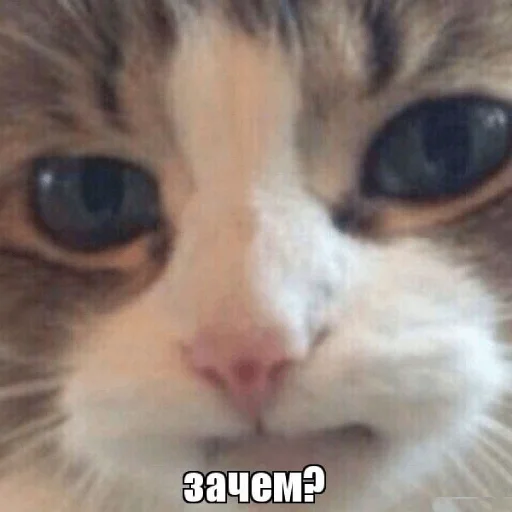 🤨 Стикер «my_SticPack» для Telegram