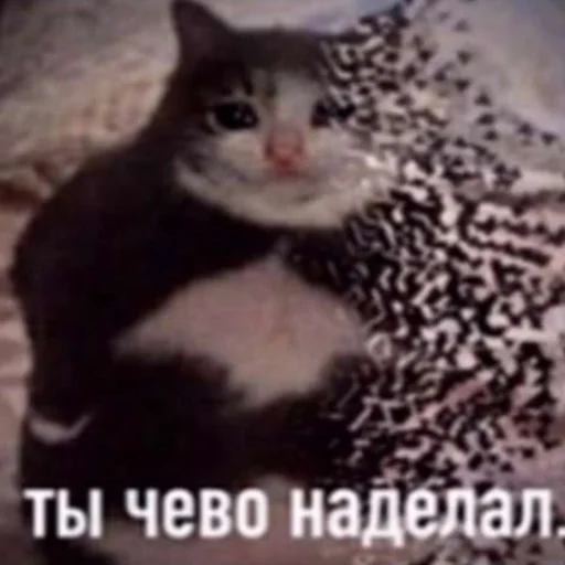🥲 Стикер «my_SticPack» для Telegram