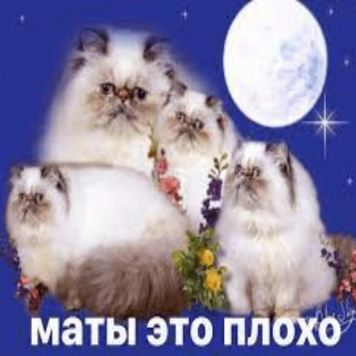 🤬 Стикер «my_SticPack» для Telegram