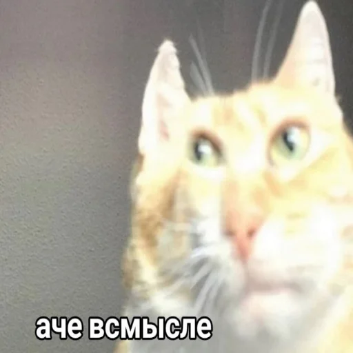 🤨 Стикер «my_SticPack» для Telegram