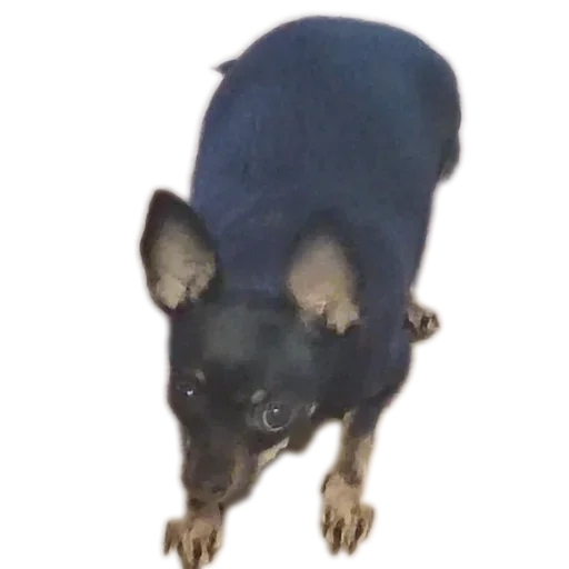 🐀 Стикер «Alma moment» для Telegram