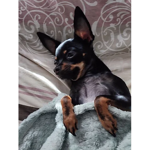💤 Стикер «Alma moment» для Telegram