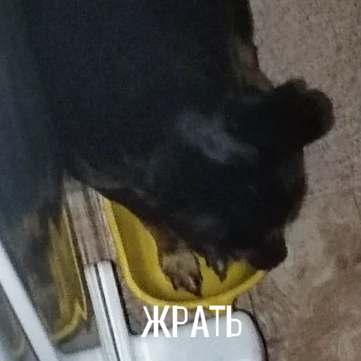 🍜 Стикер «Alma moment» для Telegram