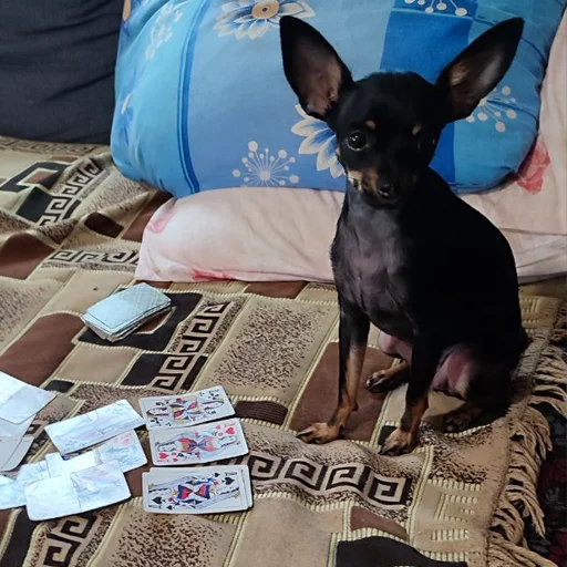 🃏 Стикер «Alma moment» для Telegram