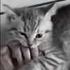 🌟 Эмодзи «» для Telegram
