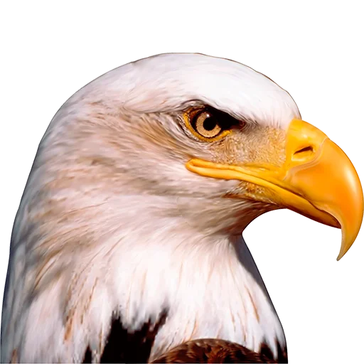 🦅 Стикер «AMERICAN DEMOCRATYA» для Telegram