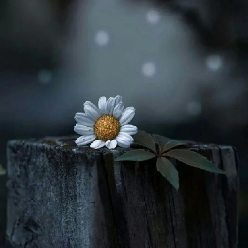 🌹 Стикер «Amitiss» для Telegram