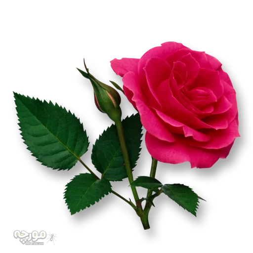🌹 Стикер «sticker pack» для Telegram
