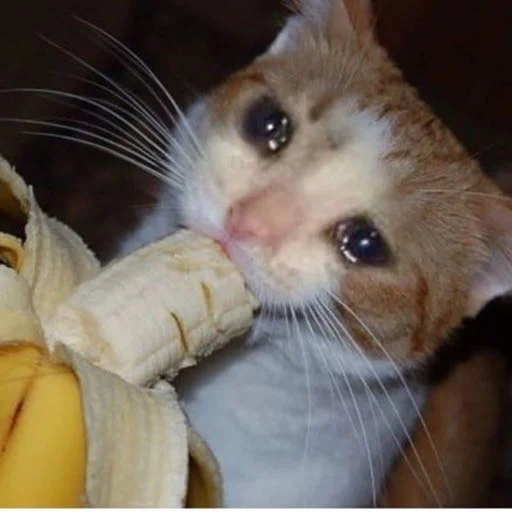 🍌 Стикер «ಥ_ಥ» для Telegram