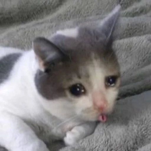 😟 Стикер «ಥ_ಥ» для Telegram