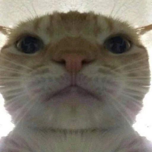 😤 Стикер «ಥ_ಥ» для Telegram