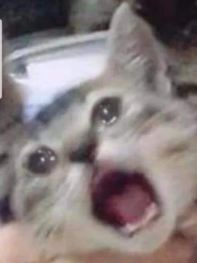 😩 Стикер «ಥ_ಥ» для Telegram
