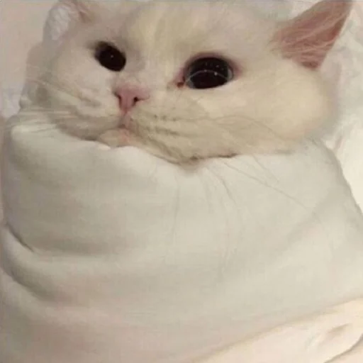 😴 Стикер «ANIM3M3S» для Telegram