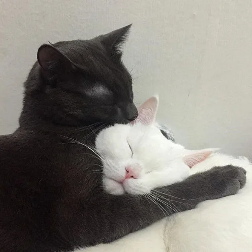 🥰 Стикер «ANIM3M3S» для Telegram