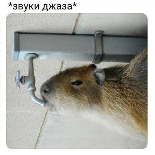 🎷 Стикер «ANIM3M3S» для Telegram