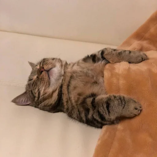 😴 Стикер «ANIM3M3S» для Telegram