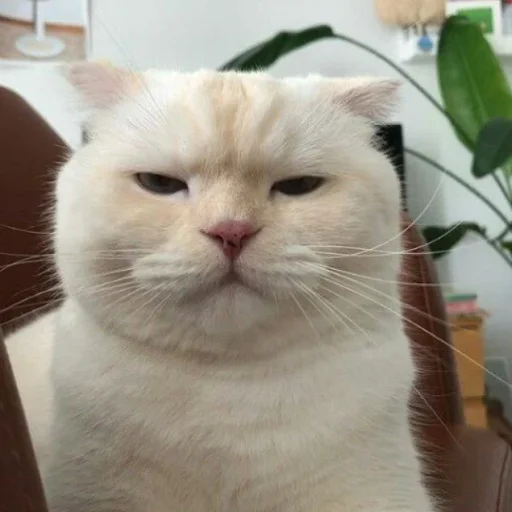 😑 Стикер «ANIM3M3S» для Telegram