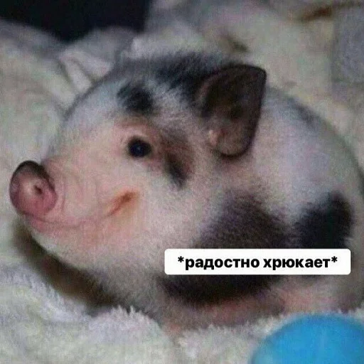 Стикерпак ANIM3M3S для Telegram